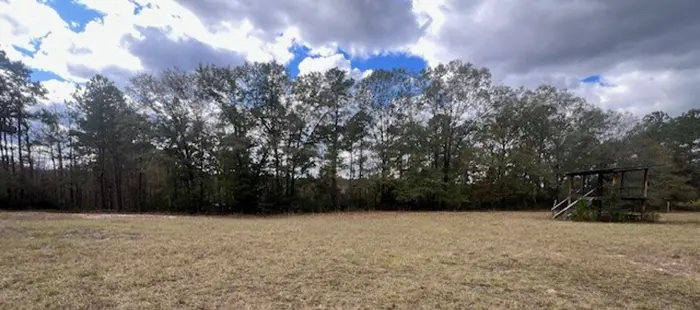 forestry mulching before